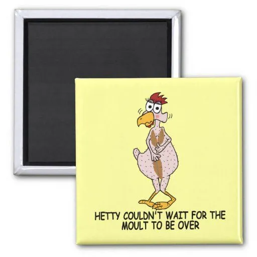 Pollo chistoso imán de frigorifico | Zazzle