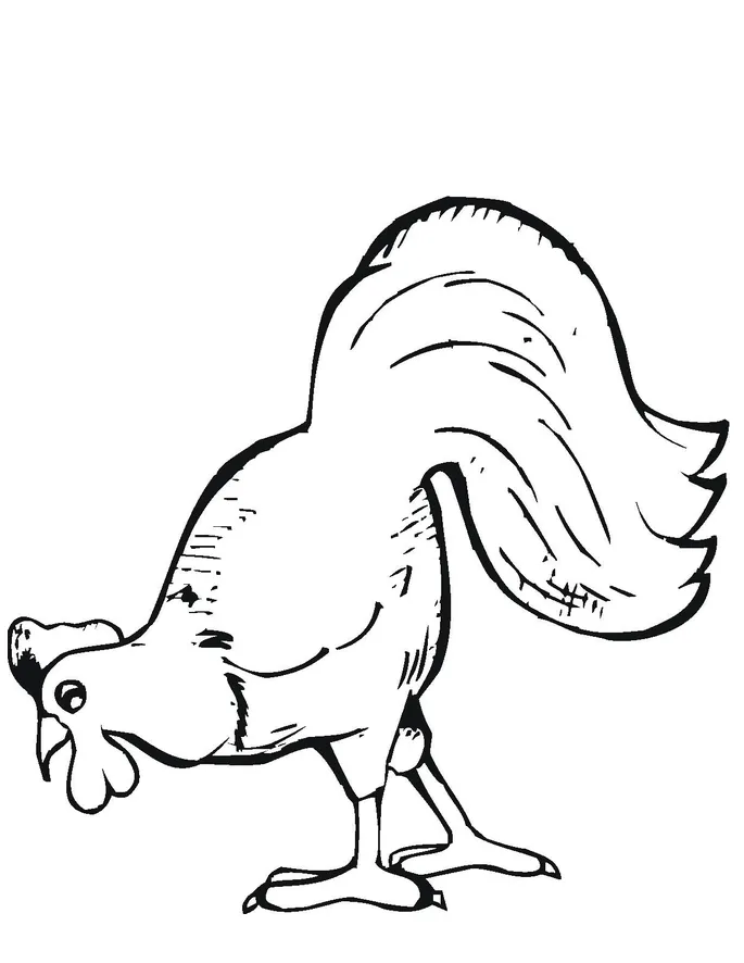 Pollo para colorear