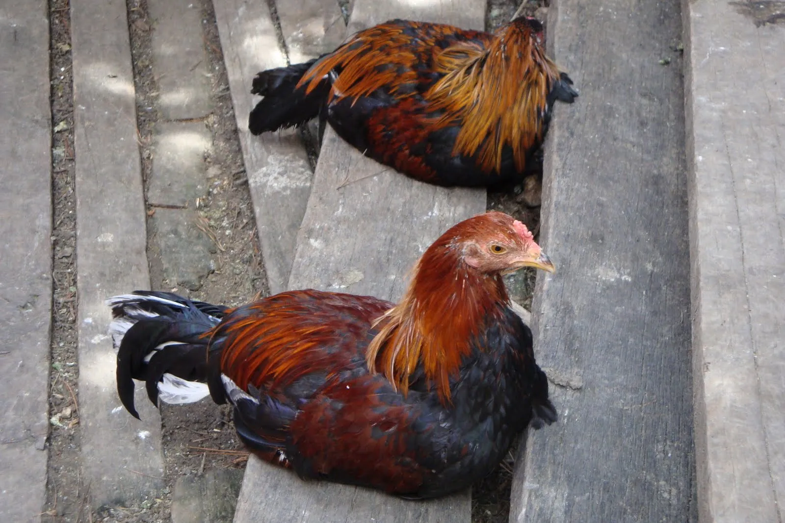 Pollo de combate Colombiano x Cubano x assel hindu pedraglio