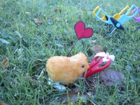 el pollo enamorado.wmv - YouTube