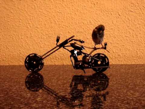 Pollo en moto custom. Pollo o polla de jilguero jugando ... Pollo en moto custom. Pollo o polla de jilguero jugando ...