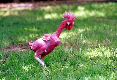 Pollos Chistosos | Chile Humor