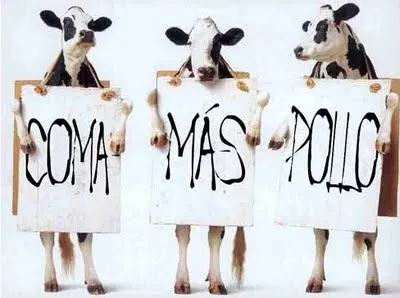 POLLOS DE ENGORDE PUNTO NUEVO