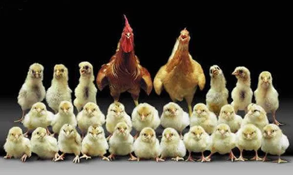 Pollos graciosos - Imagui