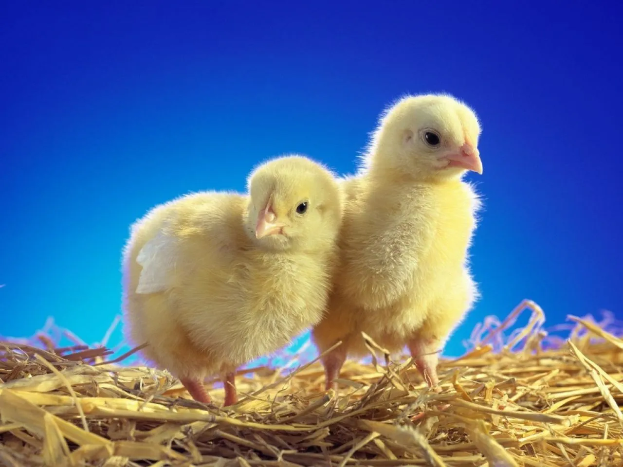 Pollos; Gallus gallus; Gallina; Gallo; Gallos; Pollo Pollos; Gallus gallus; Gallina; Gallo; Gallos; Pollo