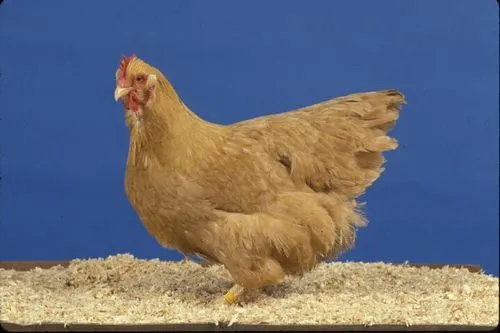 Pollos y más pollos por doquier - Blog de Alimentos - ANR Blogs Pollos y más pollos por doquier - Blog de Alimentos - ANR Blogs