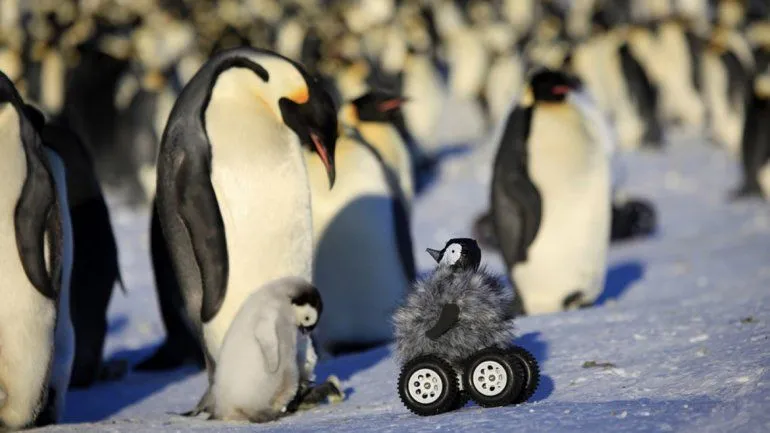 Un polluelo robot logra engañar a pingüinos reales | Animales ... Un polluelo robot logra engañar a pingüinos reales | Animales ...