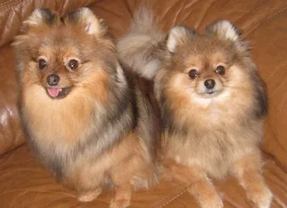 El Pomerania es un perro afectuoso, inteligente y nada agresivo ...