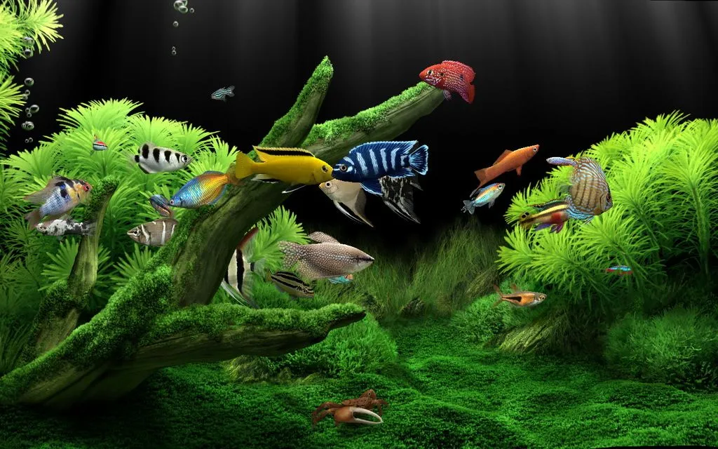 Pon un Acuario como Protector de Pantalla - Identi Pon un Acuario como Protector de Pantalla - Identi