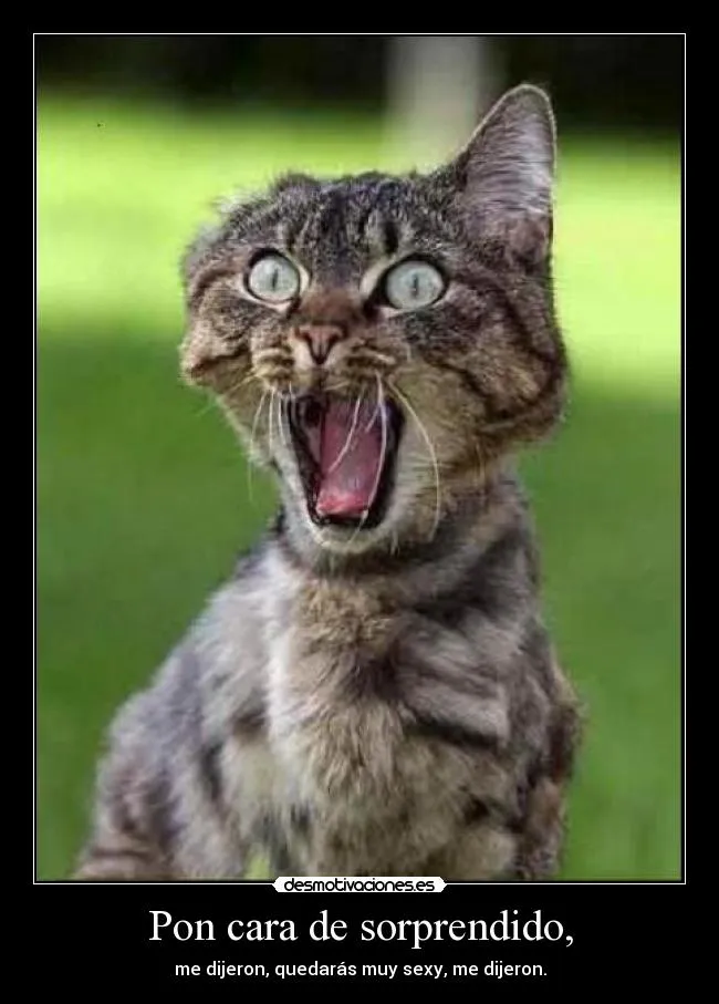 Pon cara de sorprendido, | Desmotivaciones