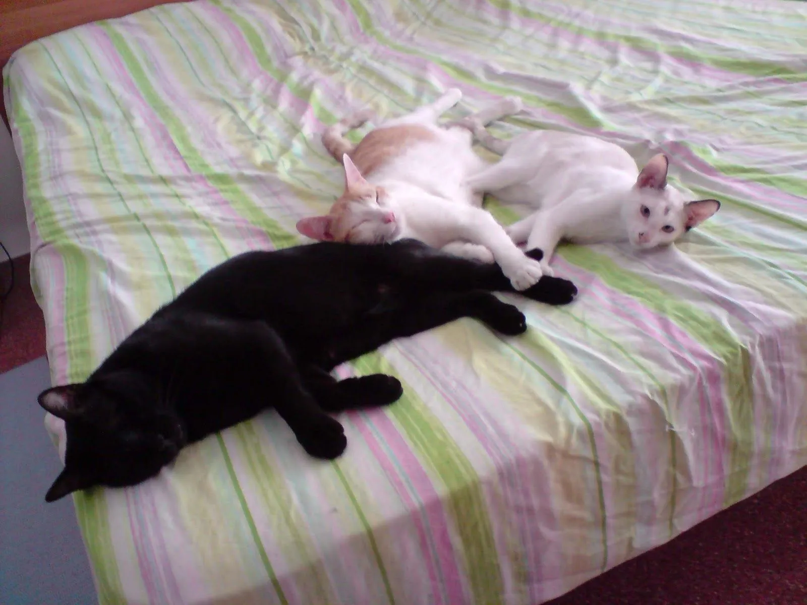 Pon un gato negro en tu vida: Unos encima de otros Pon un gato negro en tu vida: Unos encima de otros