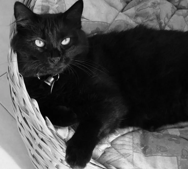 Pon un gato negro en tu vida: abril 2011