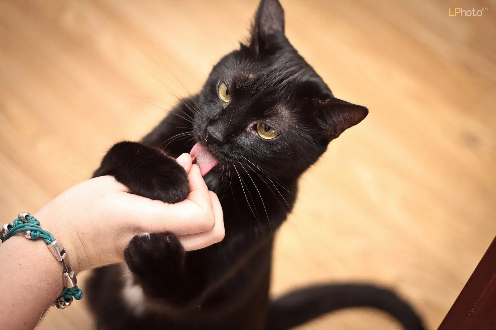Pon un gato negro en tu vida: ¡Otro gato negro: Hobbes!