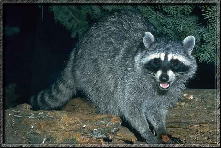 Mapache Normal Mapaches en imágenes - Imagui