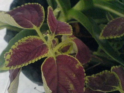 Pongamos variegadas. (pág. 15) | Cuidar de tus plantas es ... Pongamos variegadas. (pág. 15) | Cuidar de tus plantas es ...