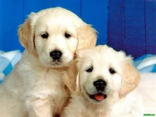 ... que pongo son de unos perritos mui bonitos xd xd que stephany me ha ... que pongo son de unos perritos mui bonitos xd xd que stephany me ha