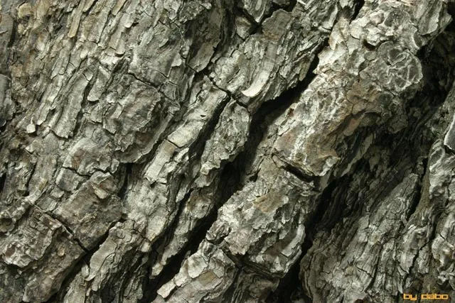 ARTES VISUALES • Elementos visuales