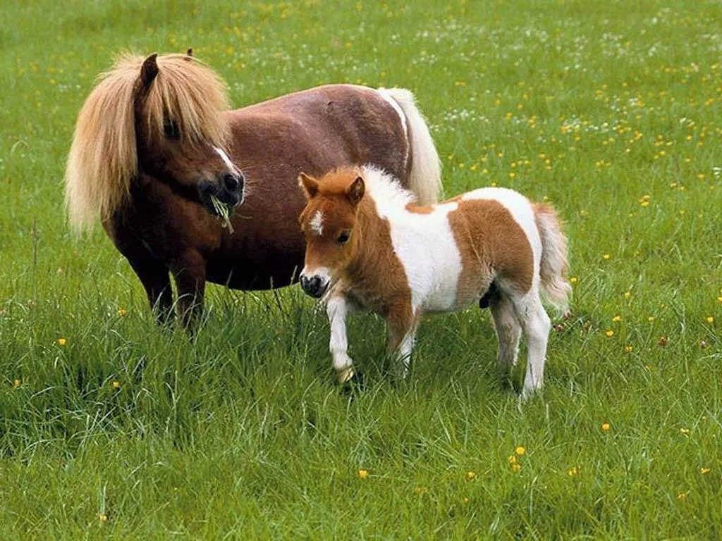 Poni | DIARIOHD