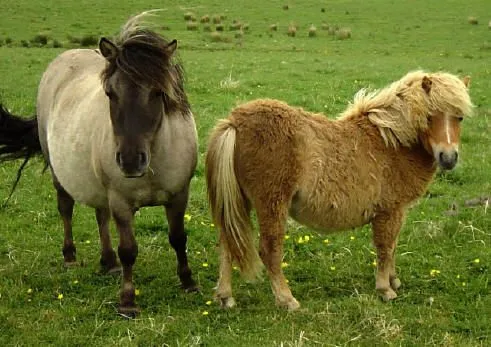 PONI SHETLAND - Fotos de Caballos Shetland pony - Venta caballos ... PONI SHETLAND - Fotos de Caballos Shetland pony - Venta caballos ...