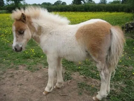 PONI SHETLAND - Fotos de Caballos Shetland pony - Venta caballos ... PONI SHETLAND - Fotos de Caballos Shetland pony - Venta caballos ...