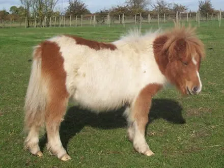 PONI SHETLAND - Fotos de Caballos Shetland pony - Venta caballos ... PONI SHETLAND - Fotos de Caballos Shetland pony - Venta caballos ...
