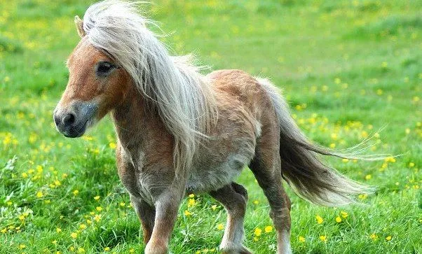 Ponies, caballos en miniatura