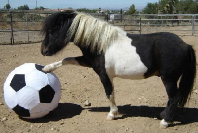 ponis | Blog 5o curso