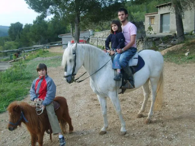 ponis | fotos de Caballos