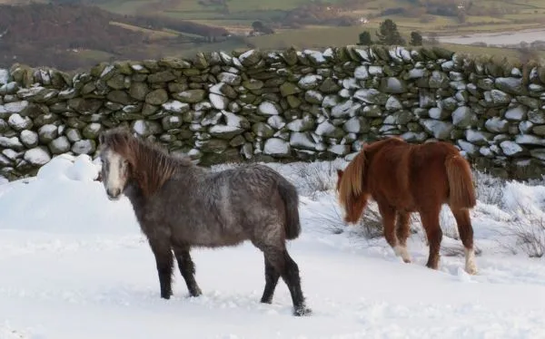 Los ponis salvajes Carneddau, una especie única y protegida a ...