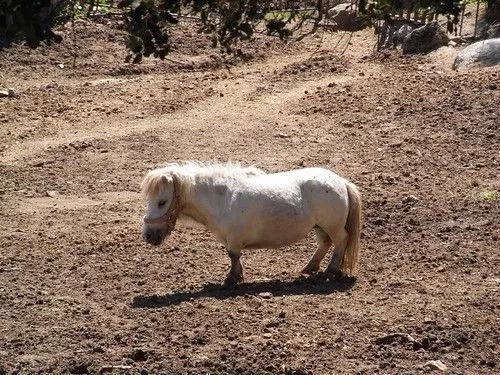 Pony enanos - Imagui