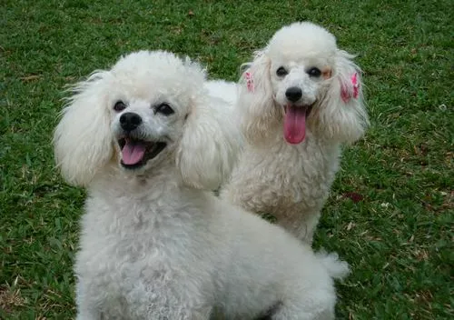 Poodle #5 | Fotos de Cachorros de Raça