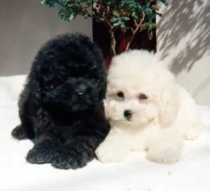 Poodle bebé - Imagui