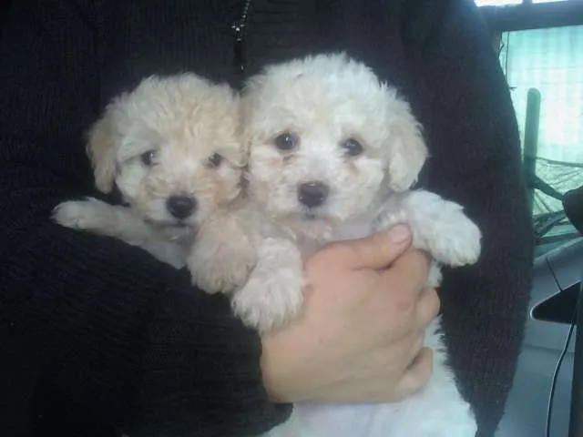 Poodle Maltes - Imagui