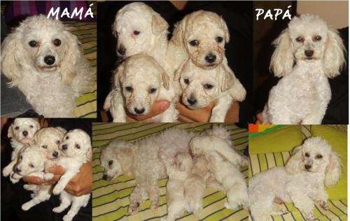Poodle de 3 meses - Imagui