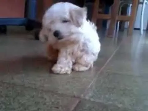 poodle mini toy 4 meses - PIPOCA - YouTube