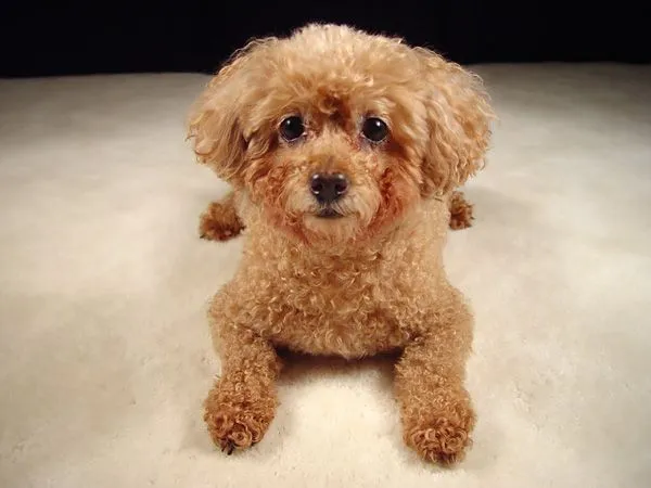Poodle miniatura - Raza Poodle