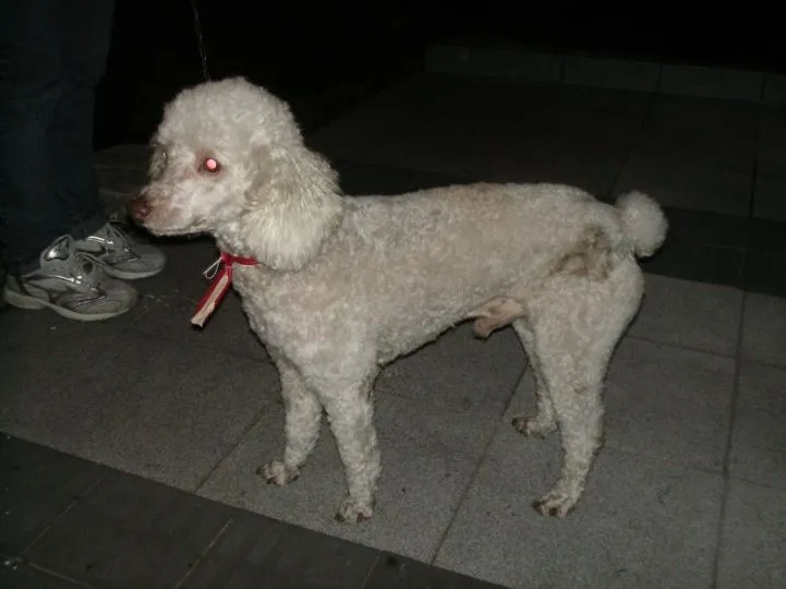 poodle | Petvideo Blog | Página 2