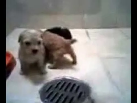 POODLE TACITA DE TE BEBES EN VENTA - YouTube POODLE TACITA DE TE BEBES EN VENTA - YouTube