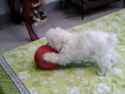 Poodle Tacita de Te, tremendo jugando con globo - YouTube