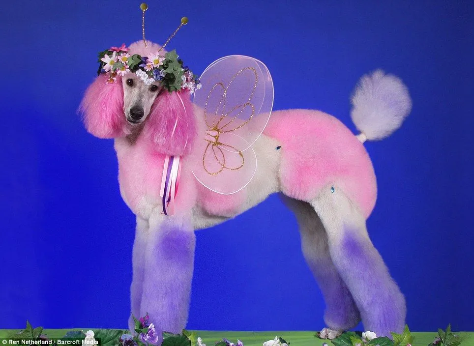 Poodles pintados (disfrazados) Maltrato Animal? - Taringa! Poodles pintados (disfrazados) Maltrato Animal? - Taringa!