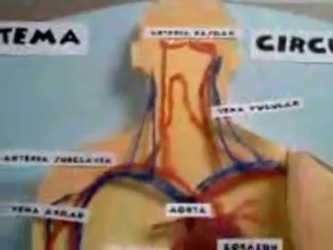 Popular Videos - Circulatory system and Health PlayList