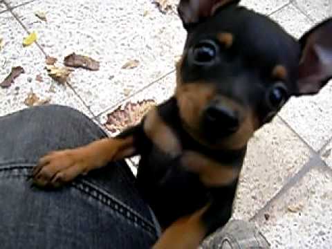 Popular Videos - Miniature Pinscher PlayList
