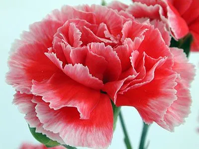 Popurri de Susi: abril 2010