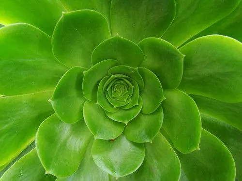 PorQue?™ La mayoría de las plantas tienen color verde? | El PorQue?™