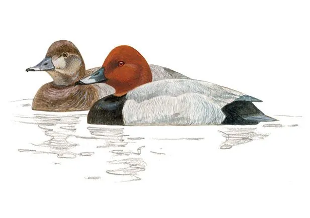 Porrón europeo | SEO/BirdLife