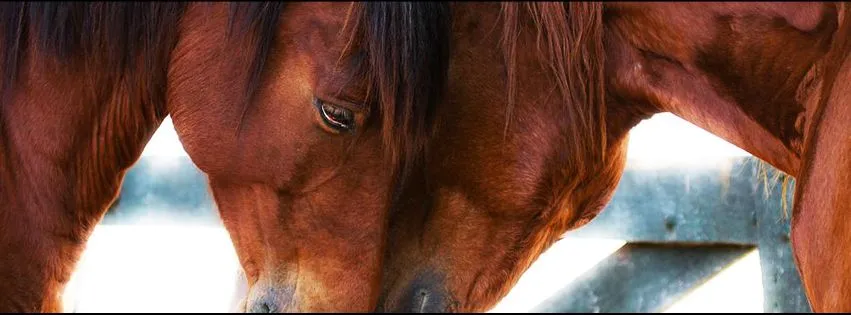 Portada Caballos Amor by Sck-15 on DeviantArt