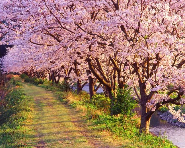 Arbol cerezos - Imagui