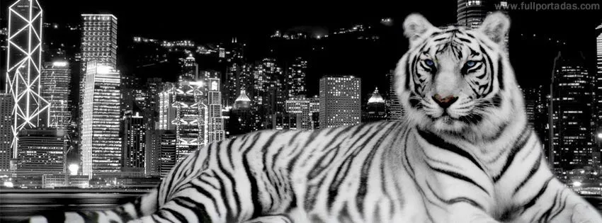Portada para facebook de Tigre de bengala blanco y negro Portada para facebook de Tigre de bengala blanco y negro