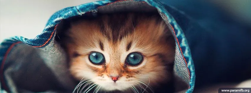 portada-gatito-tierno-para- ...