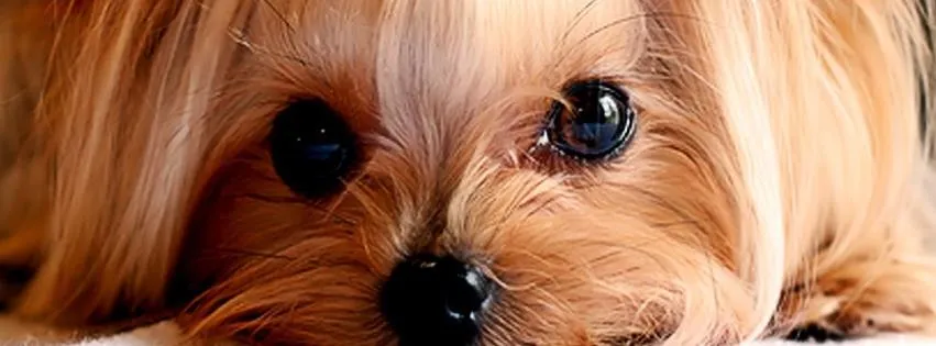 Portada de perritos bebés y tiernos - Imagui